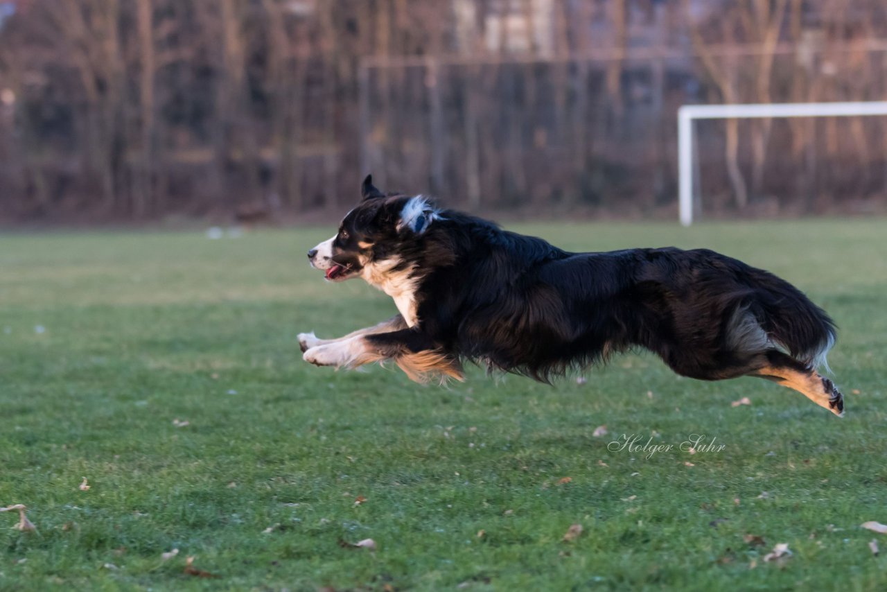 Bild 21 - Hundeshooting